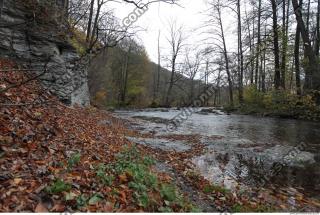 Photo Reference of Background Forest